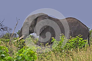 African bush elephant (Loxodonta africana)