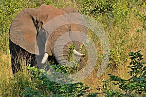 African bush elephant (Loxodonta africana)