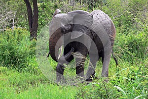 African bush elephant (Loxodonta africana)