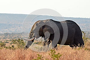 African bush elephant (Loxodonta africana)