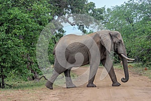 African bush elephant Loxodonta africana