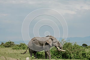 Afrikanischer Elefant, African elephant, Loxodonta africana photo