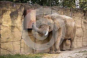 African Bush Elephant standing by a stone wall with a trunk in a metal box inside.(Loxodonta africana) photo
