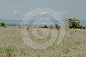 Afrikanischer Elefant, African elephant, Loxodonta africana photo