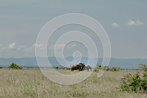 Afrikanischer Elefant, African elephant, Loxodonta africana photo