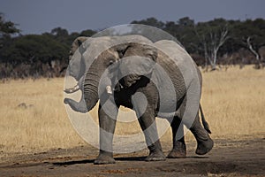 The African bush elephant Loxodonta africana, big bull. A large male on the dry plains of southern Africa