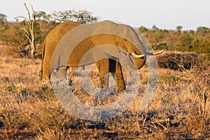 The African bush elephant Loxodonta africana big bull on the South African plains at sunset. A large male lit by the evening