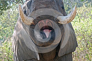 African bush elephant (Loxodonta africana)