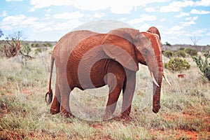 African bush elephant Loxodonta africana covered with red dust