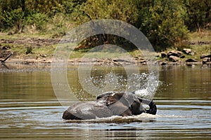 African bush elephant Loxodonta africana drinking, swimming and splash water.