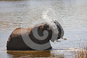 African bush elephant Loxodonta africana drinking, swimming and splash water.