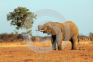 The African bush elephant Loxodonta africana drinking from the water hole in a dry savanna. Big african mammal in the dry