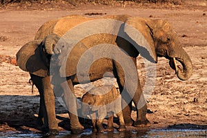 The African bush elephant Loxodonta africana drinking at the water hole. Elephant family in savannah, female and two of her