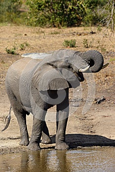 The African bush elephant Loxodonta africana drinking from the waterhole with falling water drops. An adult male at a watering
