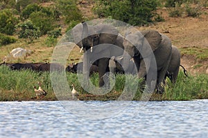 The African bush elephant Loxodonta africana family of elephants come to the waterhole, buffaloes in the background and