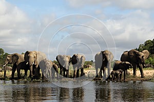 African bush elephant Loxodonta africana ,family at the waterhole with clouds in the sky