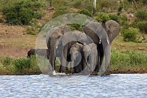 The African bush elephant Loxodonta africana family at the waterhole, a leading elephant with a raised trunk sniffing