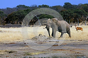 The African bush elephant Loxodonta africana and female kudu near the water hole in a dry savanna. Big african mammal in the dry