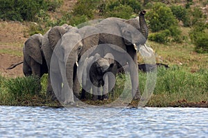 The African bush elephant Loxodonta africana group of elephants drinking from a small lagoon. Drinking elephants, a large female