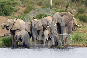 The African bush elephant Loxodonta africana group of elephants drinking from a small lagoon. Drinking elephants, a large female