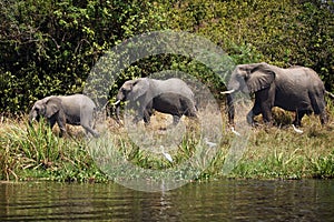 The African bush elephant Loxodonta africana group of elephants walking in a row along the river. Elephants family near the