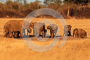 The african bush elephant ,Loxodonta africana, group of the elephants by the waterhole at sunset.Drinking a family of elephants at