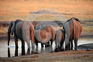 The African bush elephant Loxodonta africana, a herd of elephants standing at a watering hole. Elephant butts in the setting sun
