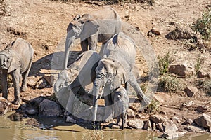 African bush elephant (Loxodonta africana) herd, Kruger National Park