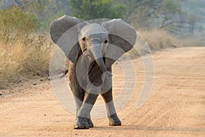 African bush elephant (Loxodonta africana)