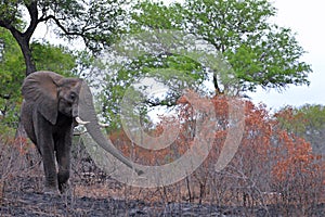 African bush elephant (Loxodonta africana)