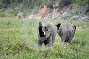 African bush elephant (Loxodonta africana)