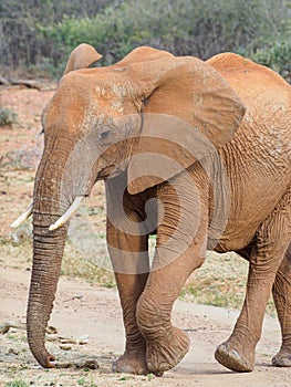 African bush elephant, Loxodonta africana. Madikwe Game Reserve, South Africa