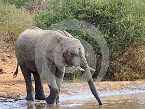 African bush elephant, Loxodonta africana. Madikwe Game Reserve, South Africa