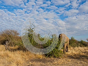 African bush elephant, Loxodonta africana. Madikwe Game Reserve, South Africa