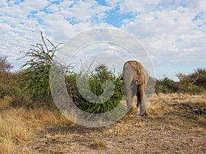 African bush elephant, Loxodonta africana. Madikwe Game Reserve, South Africa