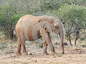 African bush elephant, Loxodonta africana. Madikwe Game Reserve, South Africa