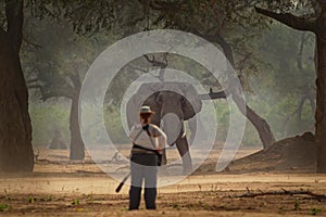 African Bush Elephant - Loxodonta africana in Mana Pools National Park in Zimbabwe, standing in the forest and looking at the