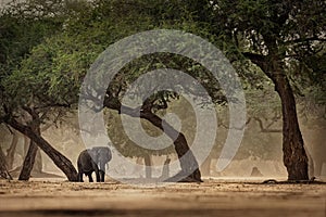 African Bush Elephant - Loxodonta africana in Mana Pools National Park in Zimbabwe, standing in the green forest and eating or