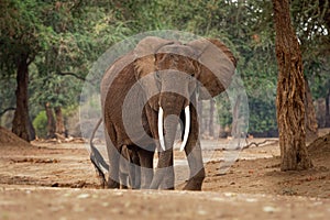 African Bush Elephant - Loxodonta africana in Mana Pools National Park in Zimbabwe, standing in the green forest and eating or
