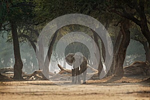 African Bush Elephant - Loxodonta africana in Mana Pools National Park in Zimbabwe, standing in the green forest and eating or