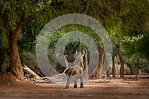 African Bush Elephant - Loxodonta africana in Mana Pools National Park in Zimbabwe, standing in the green forest and eating or