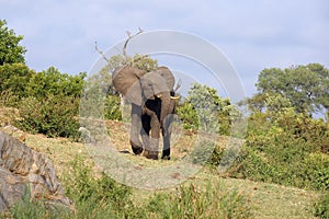 The African bush elephant Loxodonta africana in the national park. The young bull is irritably running on a slope