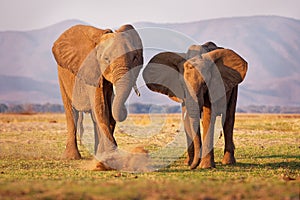 African Bush Elephant - Loxodonta africana pair two elephants on the Zambezi riverside, Mana Pools in Zimbabwe near Zambia