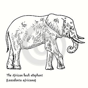 The African bush elephant Loxodonta africana side view. Ink black and white doodle drawing
