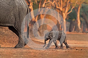 African Bush Elephant - Loxodonta africana small baby elephant with its mother, drinking, sucking milk, walking and eating leaves