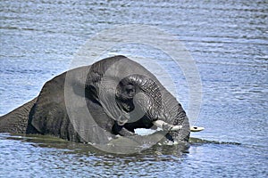 African bush elephant (Loxodonta africana) swimming