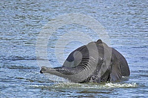 African bush elephant (Loxodonta africana) swimming