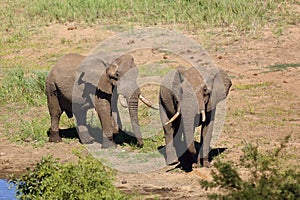 The African bush elephant Loxodonta africana. Two big males in the dry river