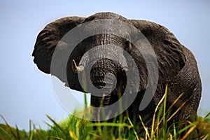 The African bush elephant ,Loxodonta africana. A very big bul standing among the reeds. Big male standing above the river bank