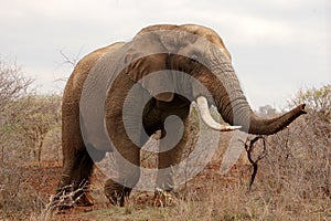The African bush elephant Loxodonta africana, very big bull. A huge elephant, with large tusks, stands in the dry bush. Big